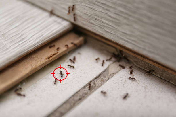 Best Cockroach Control Services  in Crestwood, IL