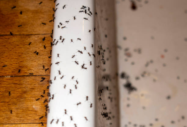 Best Emergency Pest Control  in Crestwood, IL