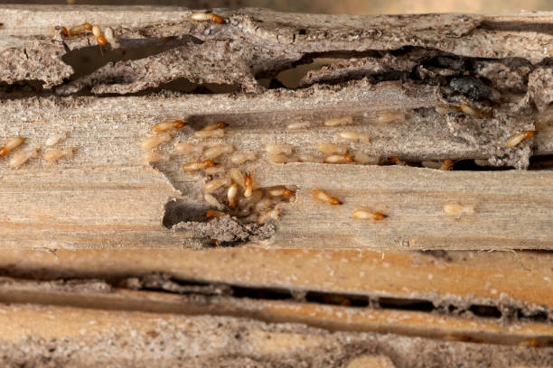 Best Affordable Pest Control Services  in Crestwood, IL