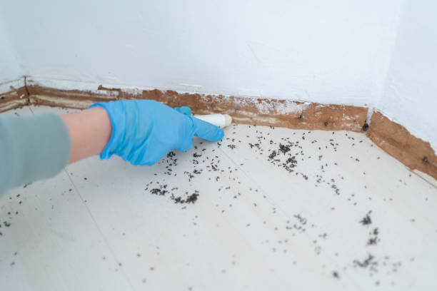 Trusted Crestwood, IL Pest Control Experts